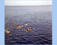 1968 05 05 South Vietnam - Swim Call - yes the water is 80+ degrees.jpg